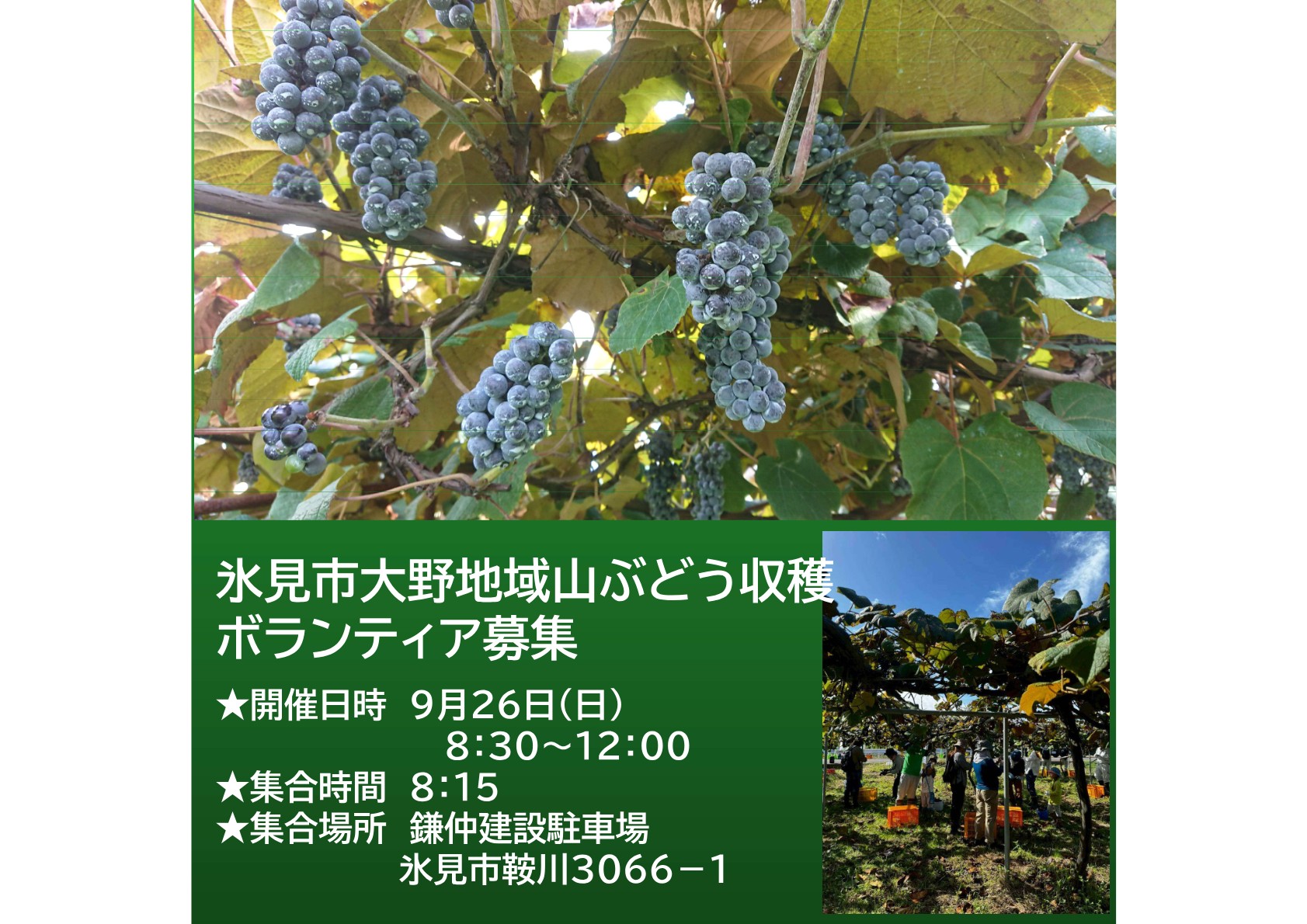 【とやま農業・農村サポーター」ボランティア募集】９月２６日（土） 氷見市大野地域 山ぶどう収穫